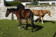 Ranč Ostrov (foto 3)