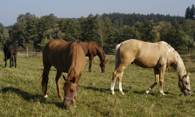 Jezdecká společnost Statek Lesolg, z.s. (foto 1)