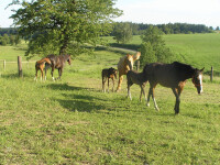 Jezdecký klub Janovičky (foto 3)