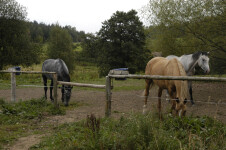 Jezdecký klub Janovičky (foto 4)