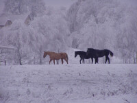 Jezdecký klub Janovičky (foto 5)
