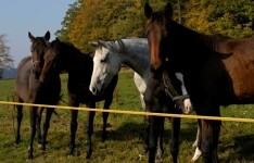 Farma Vlčí Hory (foto 3)