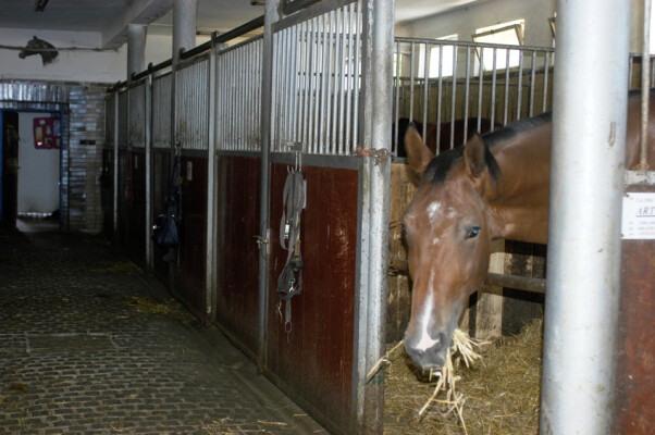 Školní statek Humpolec (foto 1)