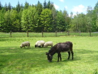 HÁNŮV MLÝN (foto 10)