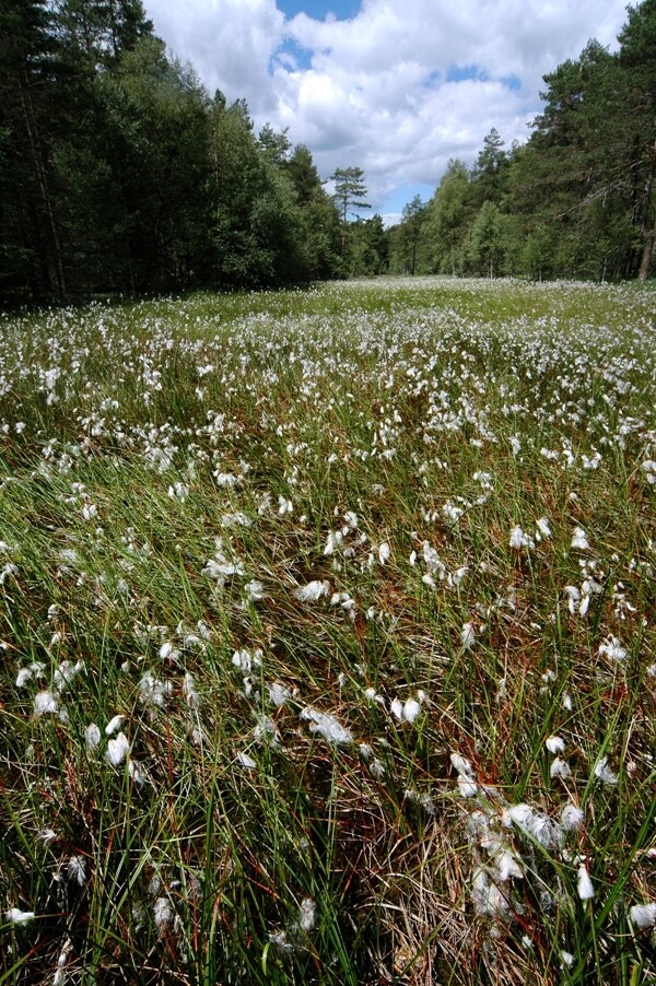Národní přírodní rezervace Radostínské rašeliniště (foto 1)