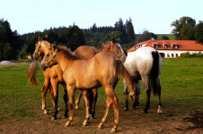 Q Ranch u pramene Dyje (foto 2)