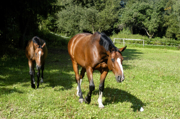 Jezdecký klub Třešť (foto 1)