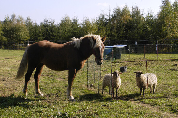 Jezdecká stáj "V pasekách" (foto 1)