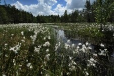 Národní přírodní rezervace Radostínské rašeliniště (foto 3)