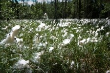 Národní přírodní rezervace Radostínské rašeliniště (foto 4)