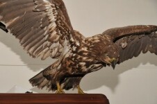 Muzeum Velké Meziříčí (foto 5)