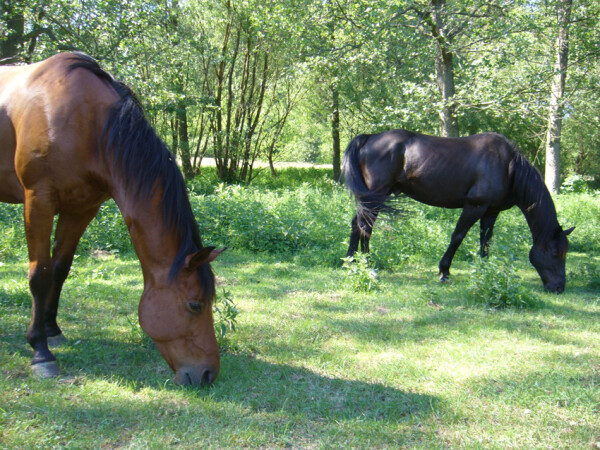 Rajmundský mlýn (foto 1)