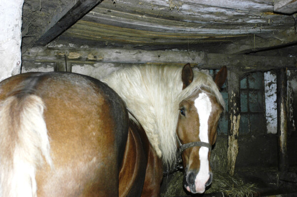 Povoznictví Karlík (foto 1)