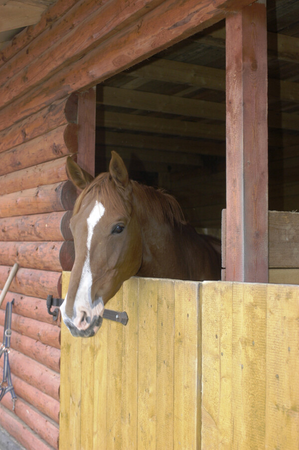 Jezdecká stáj Blue Horse (foto 1)
