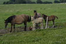 Farma Zoubek (foto 2)