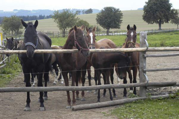 JK Betty Libkova Voda (foto 1)