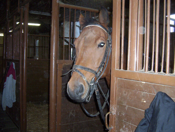 Jezdecká společnost Studenec (foto 1)