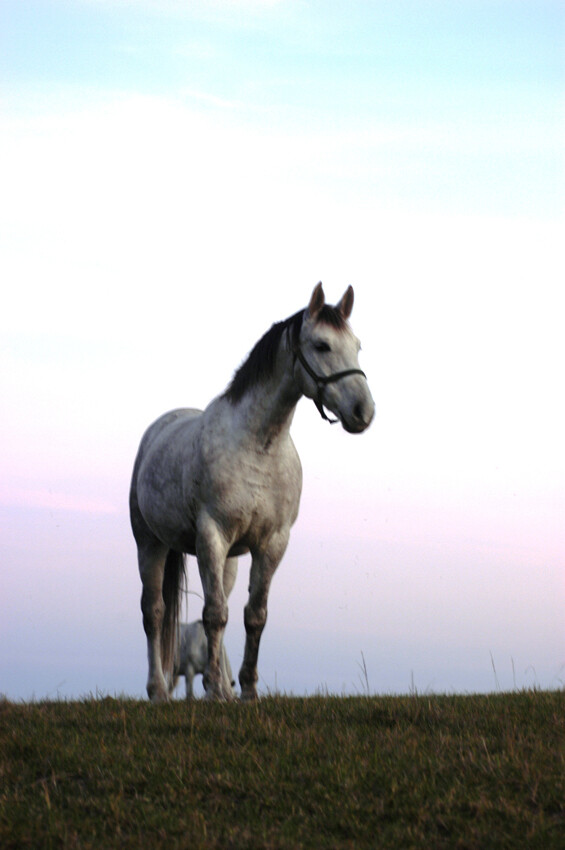 Pila Obora Lesonice (foto 1)