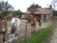 Jezdecká stáj Casia (foto 2)