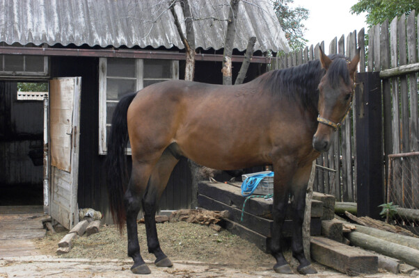 Stáj Honzík (foto 1)