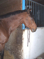 ITAL CE.KA, z.s. Loukovice (foto 2)