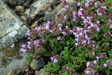 Národní přírodní rezervace Mohelenská hadcová step (foto 4)