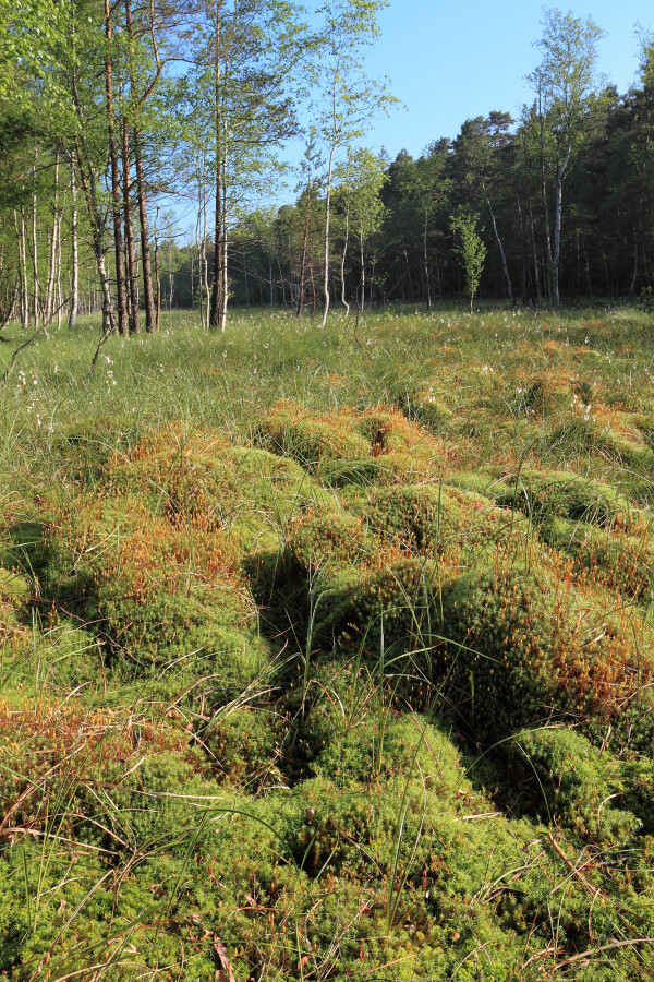 Naučná stezka Dářská rašeliniště (foto 1)