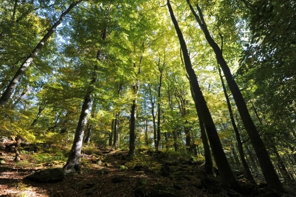 Pouští a pralesem – Chaloupky Kněžice (foto 1)