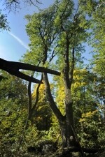 Národní přírodní rezervace Velký Špičák (foto 2)