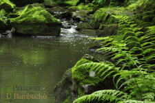 Penzion U Bambuchů (foto 7)