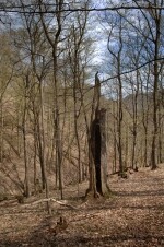 Přírodní rezervace Údolí Oslavy a Chvojnice (foto 2)