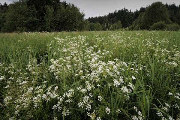 Přírodní rezervace Chvojnov (foto 1)