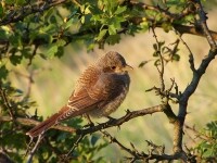 Procestujte Dalešickou přehradu za pivem (foto 4)