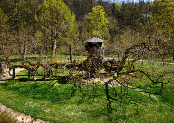Památná lípa Kamenice nad Lipou (foto 1)