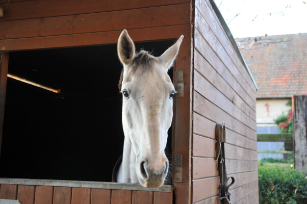 SK stáj Květnov (foto 1)