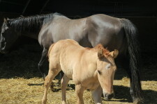 Butterhill Ranch (foto 2)