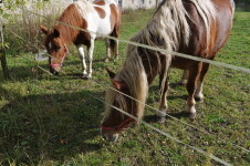 Statek Vysoké (foto 2)