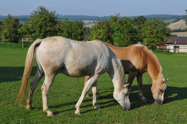 Statek Vysoké (foto 1)