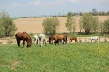 Jezdecká stáj Casia (foto 3)