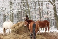 Jezdecká stáj Casia (foto 5)
