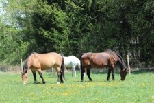 Jezdecká stáj Casia (foto 4)