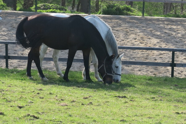 Farma Rybníček – jezdecká stanice (foto 1)