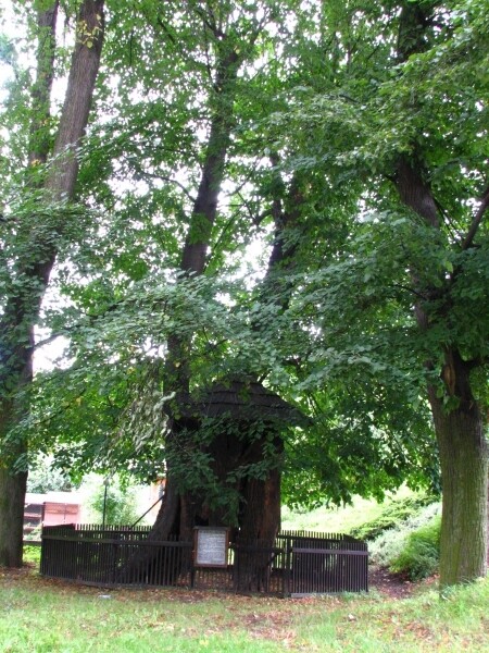 Památná lípa Jemnice (foto 1)