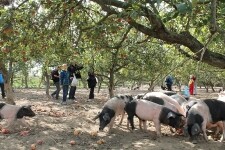 Biofarma Sasov (foto 2)