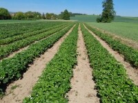 Farma Simandl (foto 2)