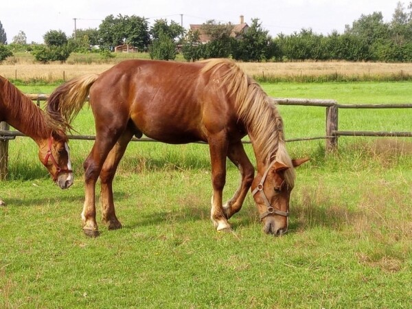 Farma Simandl (foto 1)