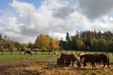 Q RANCH (foto 4)