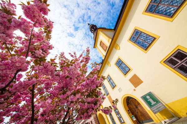 Horácké muzeum Nové Město na Moravě (foto 1)