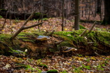 Národní přírodní rezervace Žákova hora (foto 4)
