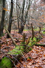 Národní přírodní rezervace Žákova hora (foto 3)